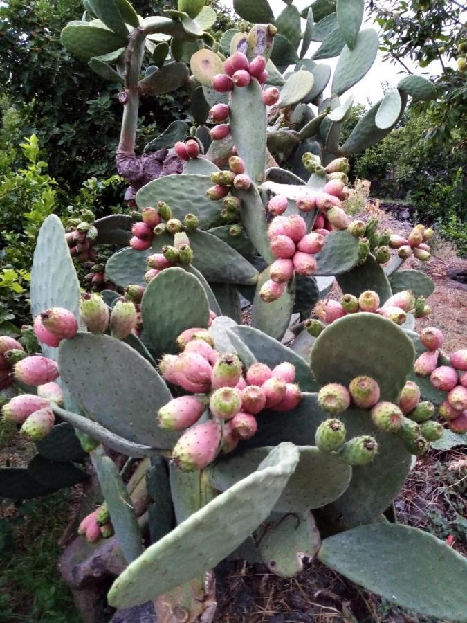 Il Limoneto Di Leo Villa Mascali Buitenkant foto