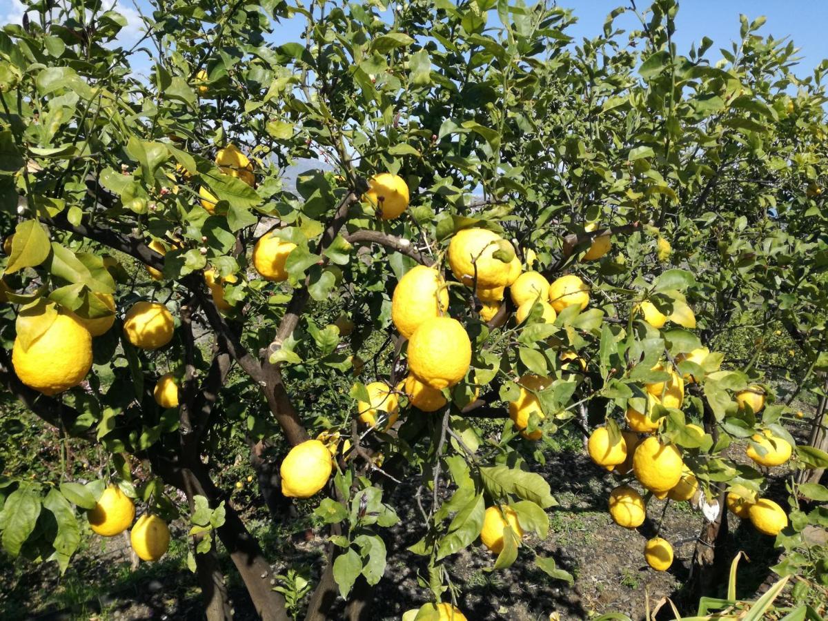 Il Limoneto Di Leo Villa Mascali Buitenkant foto