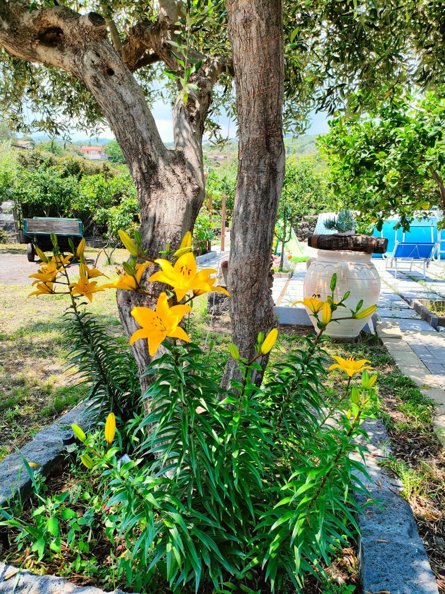 Il Limoneto Di Leo Villa Mascali Buitenkant foto